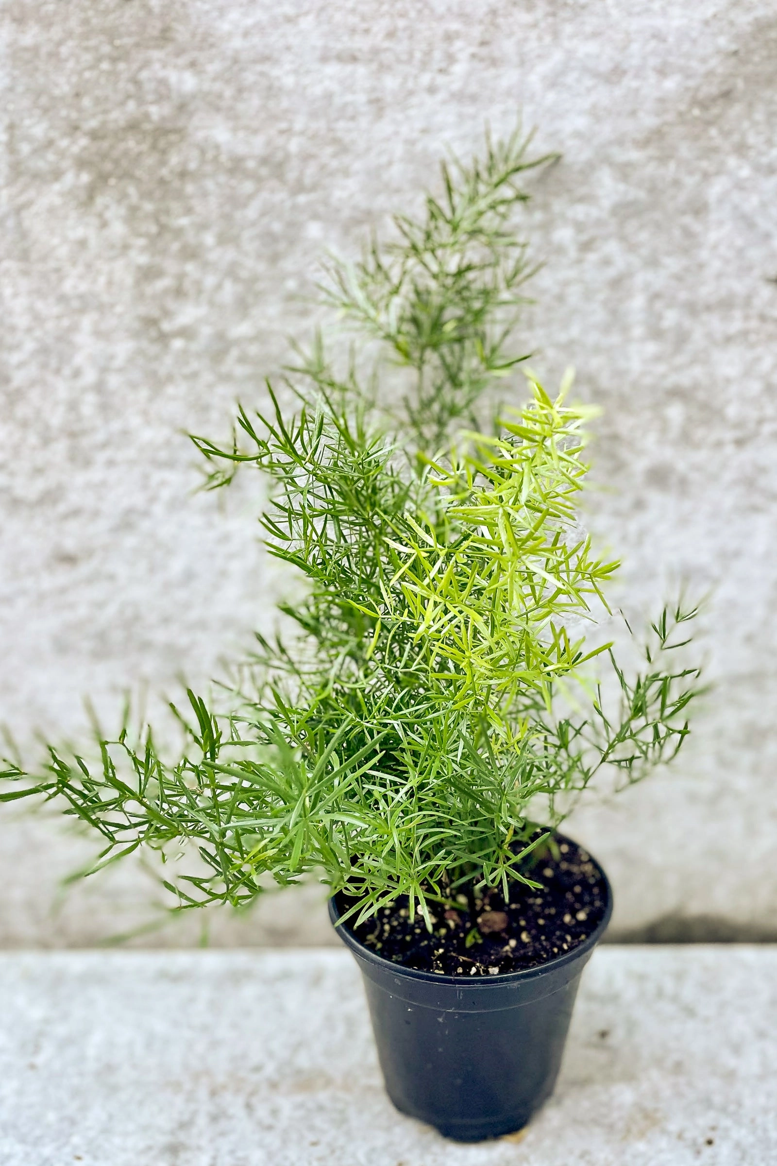 Asparagus aethiopicus 'Sprengerii' 4"