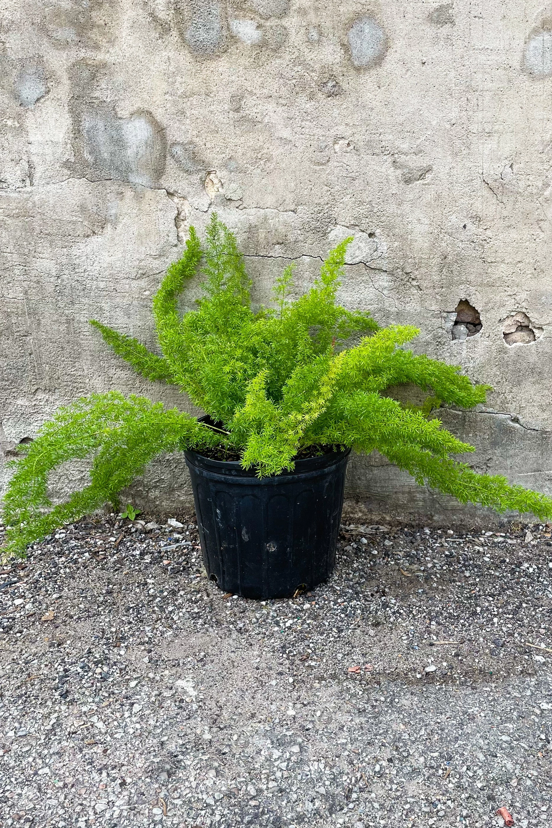 Asparagus densiflorus 'Myersii' 10"