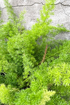 Asparagus densiflorus 'Myersii' 10" medium flower pot  
