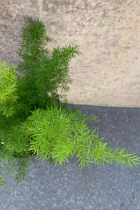 Asparagus densiflorus 'Myersii' #1 decorative flowerpot  