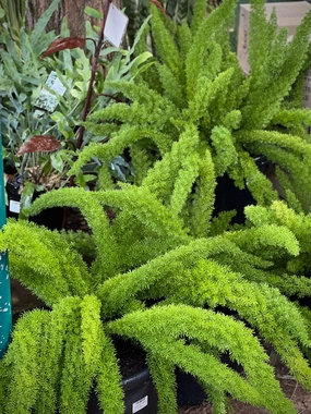 Asparagus densiflorus 'Myersii' Foxtail Fern small flower pot  
