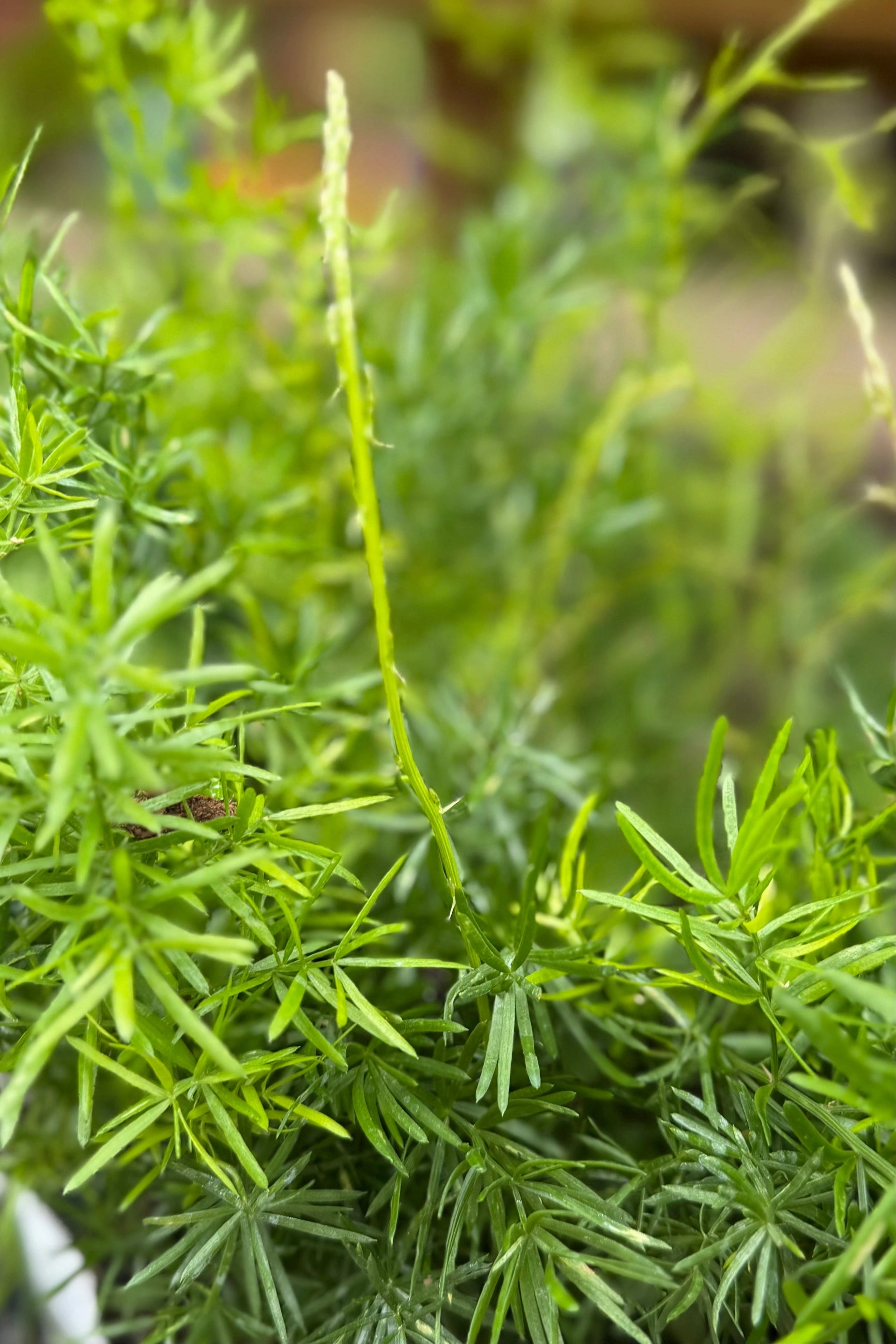Asparagus Fern (assorted) 4.5"