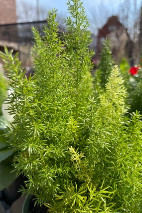 Asparagus Fern (assorted) 4.5" decorative flowerpot  