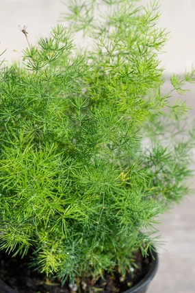 Asparagus retrofractus 4" medium flower pot  