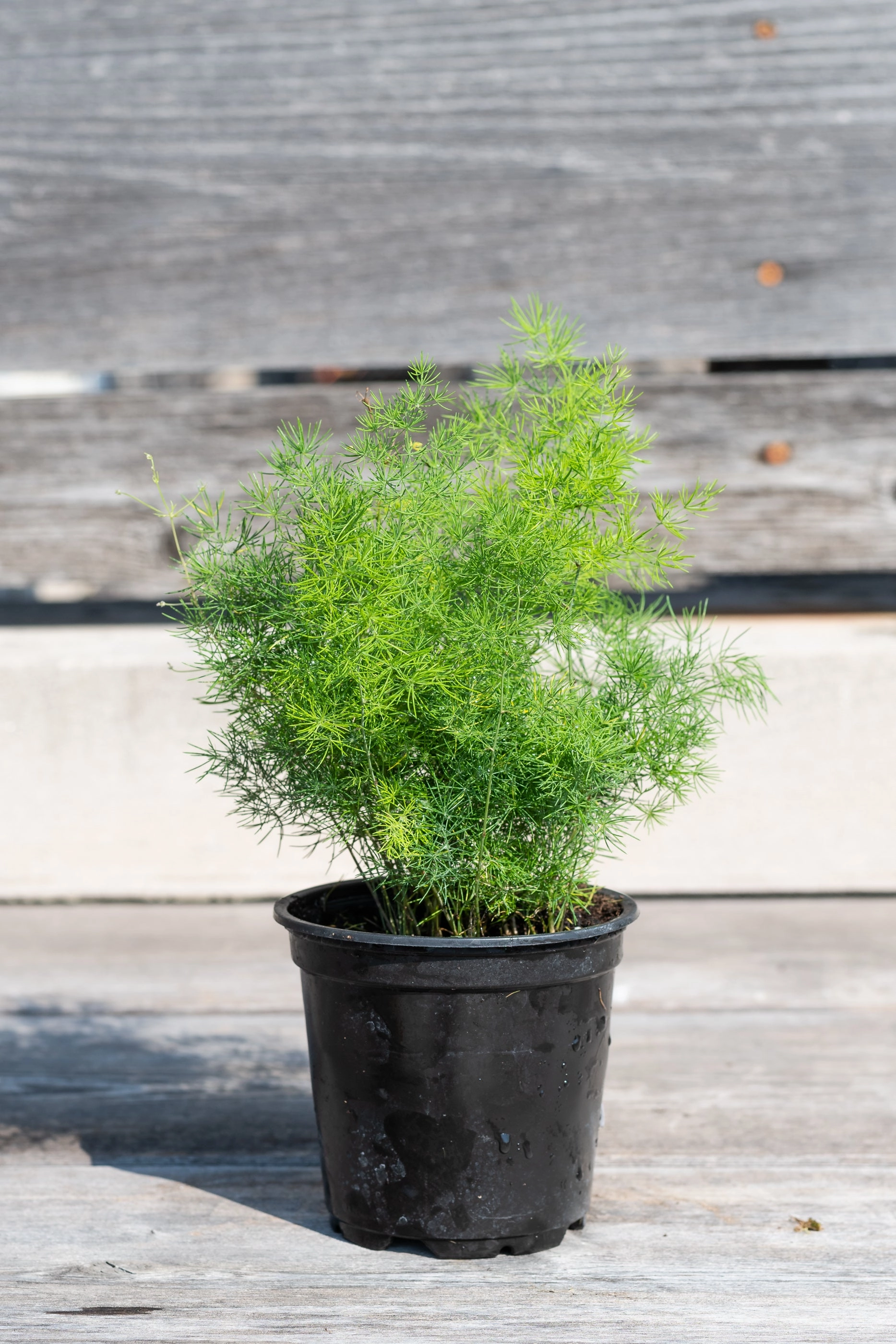 Asparagus retrofractus 4"