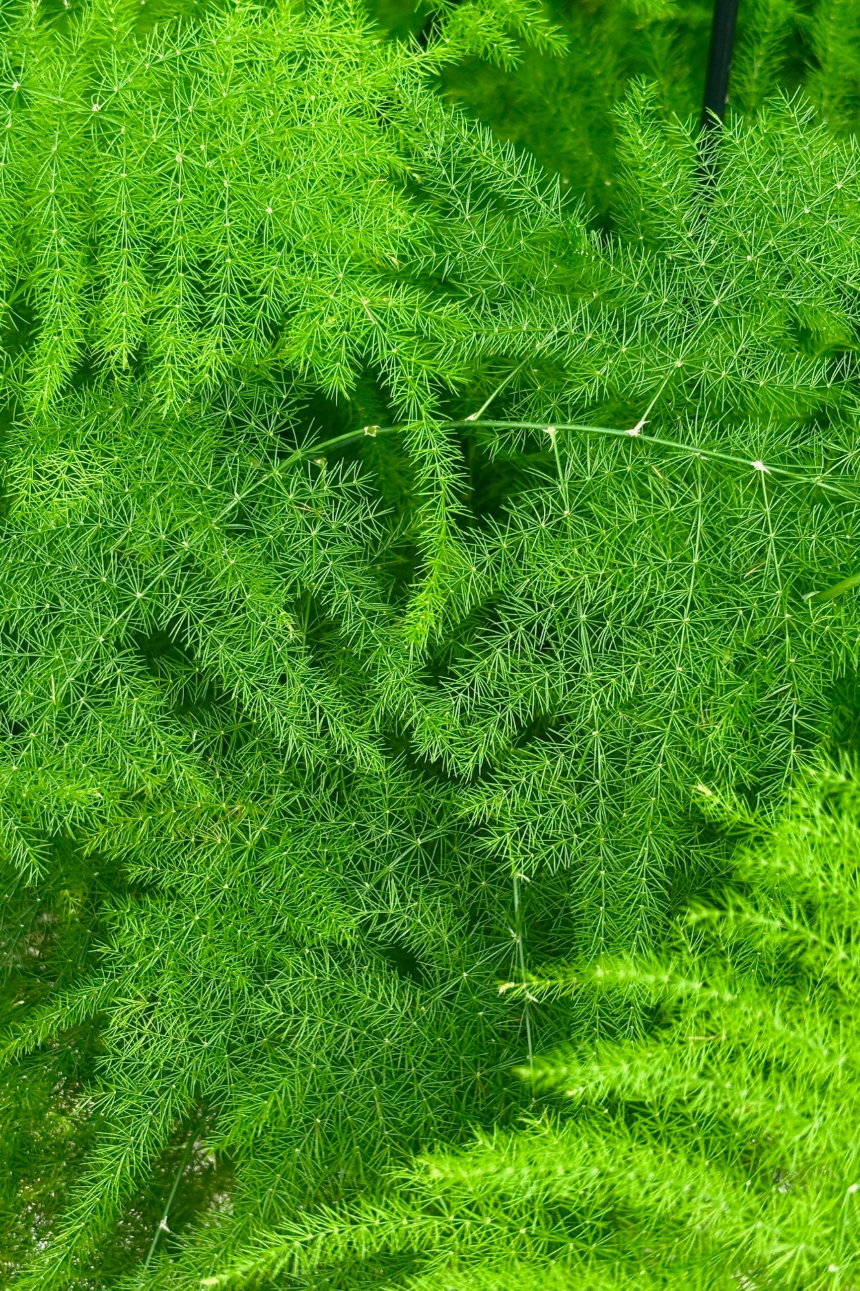 Asparagus setaceus 'Plumosa' 8"