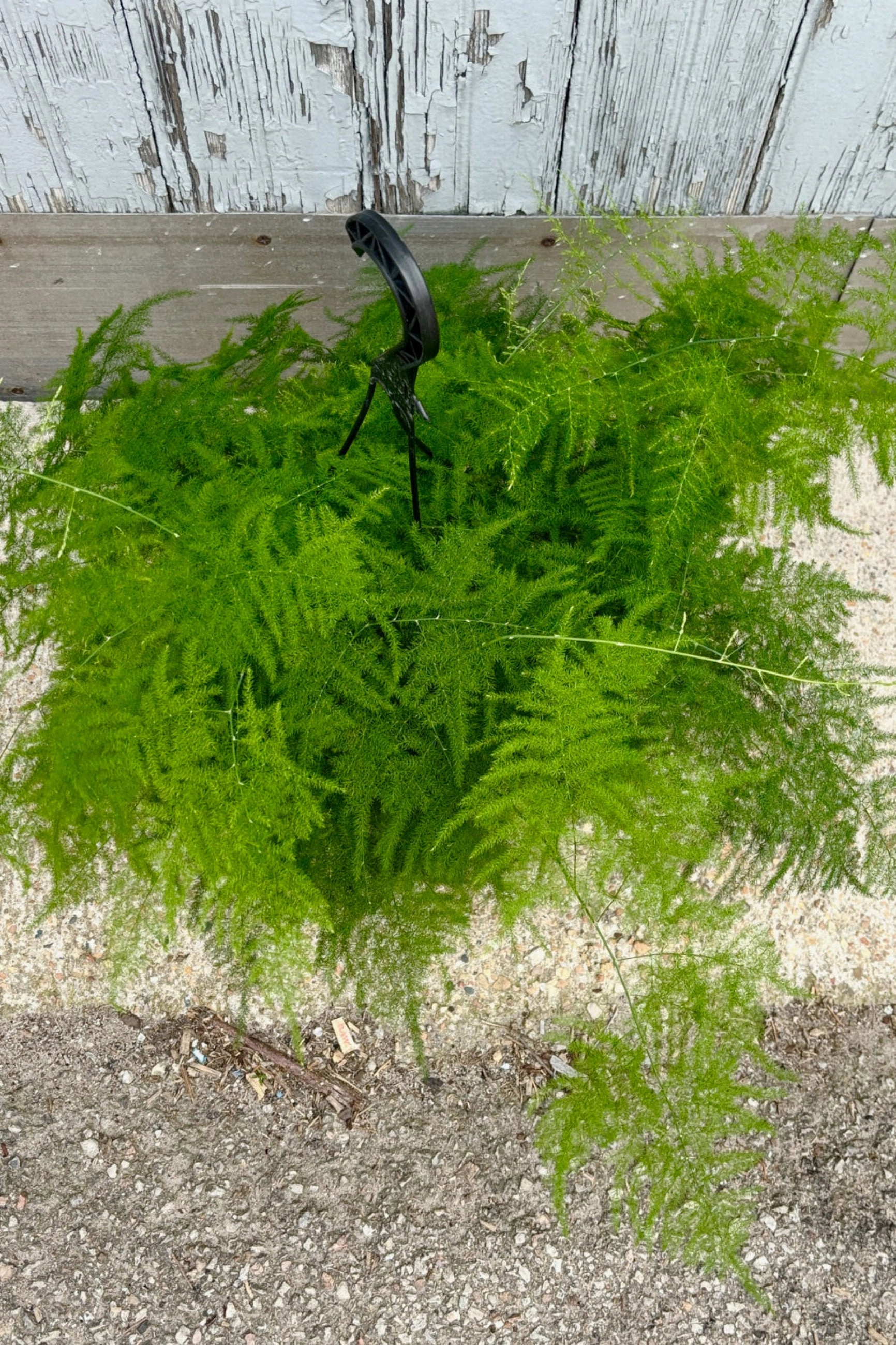 Asparagus setaceus 'Plumosa' 8"