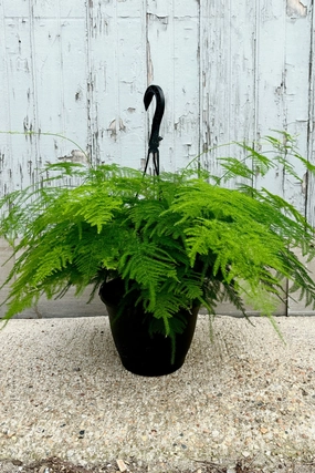 Asparagus setaceus 'Plumosa' 8" medium flower pot  