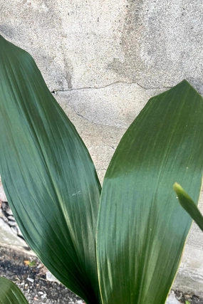 Aspidistra 8" medium flower pot  