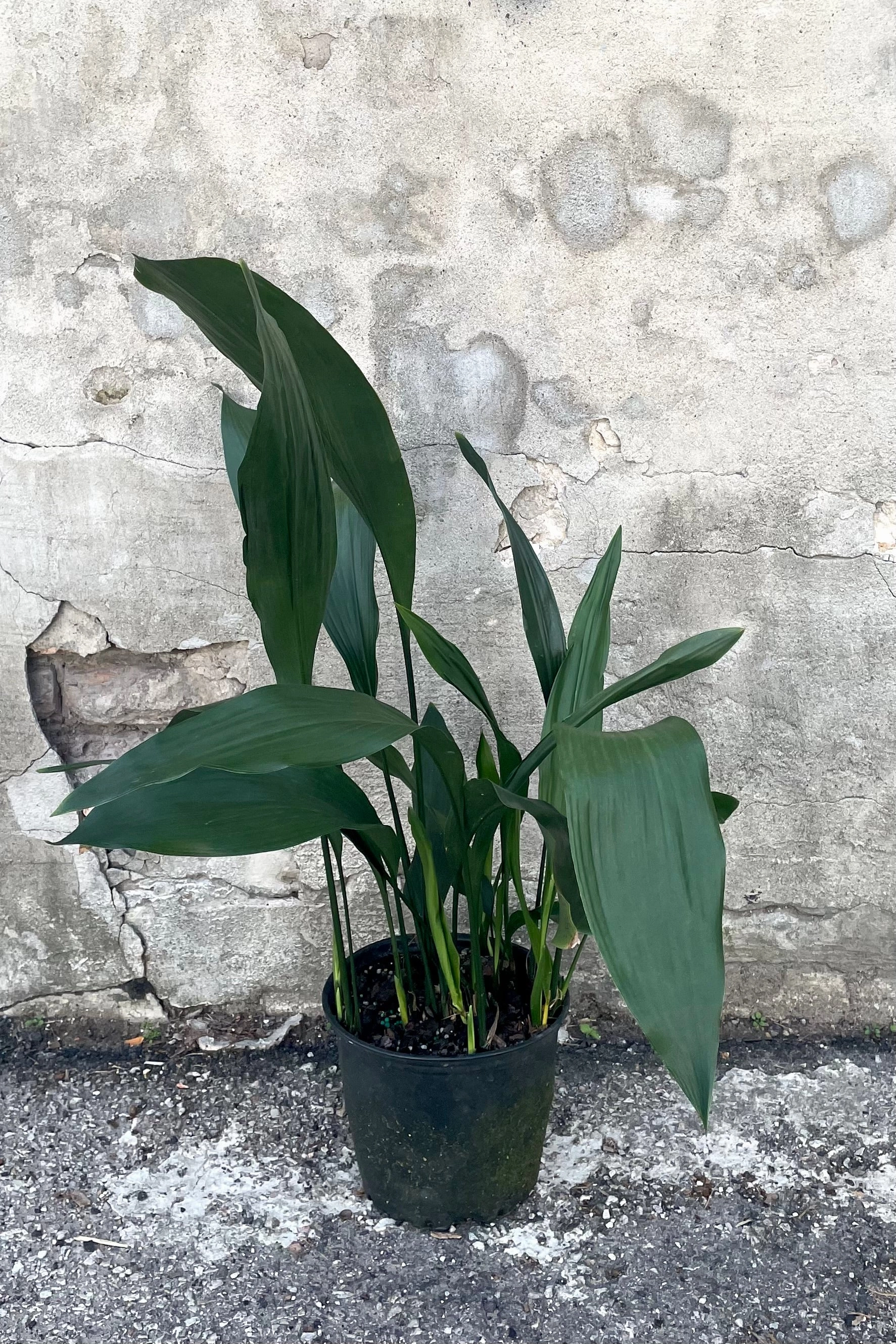 Aspidistra 8"