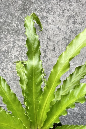 Asplenium antiquum 'Victoria' 4" medium flower pot  