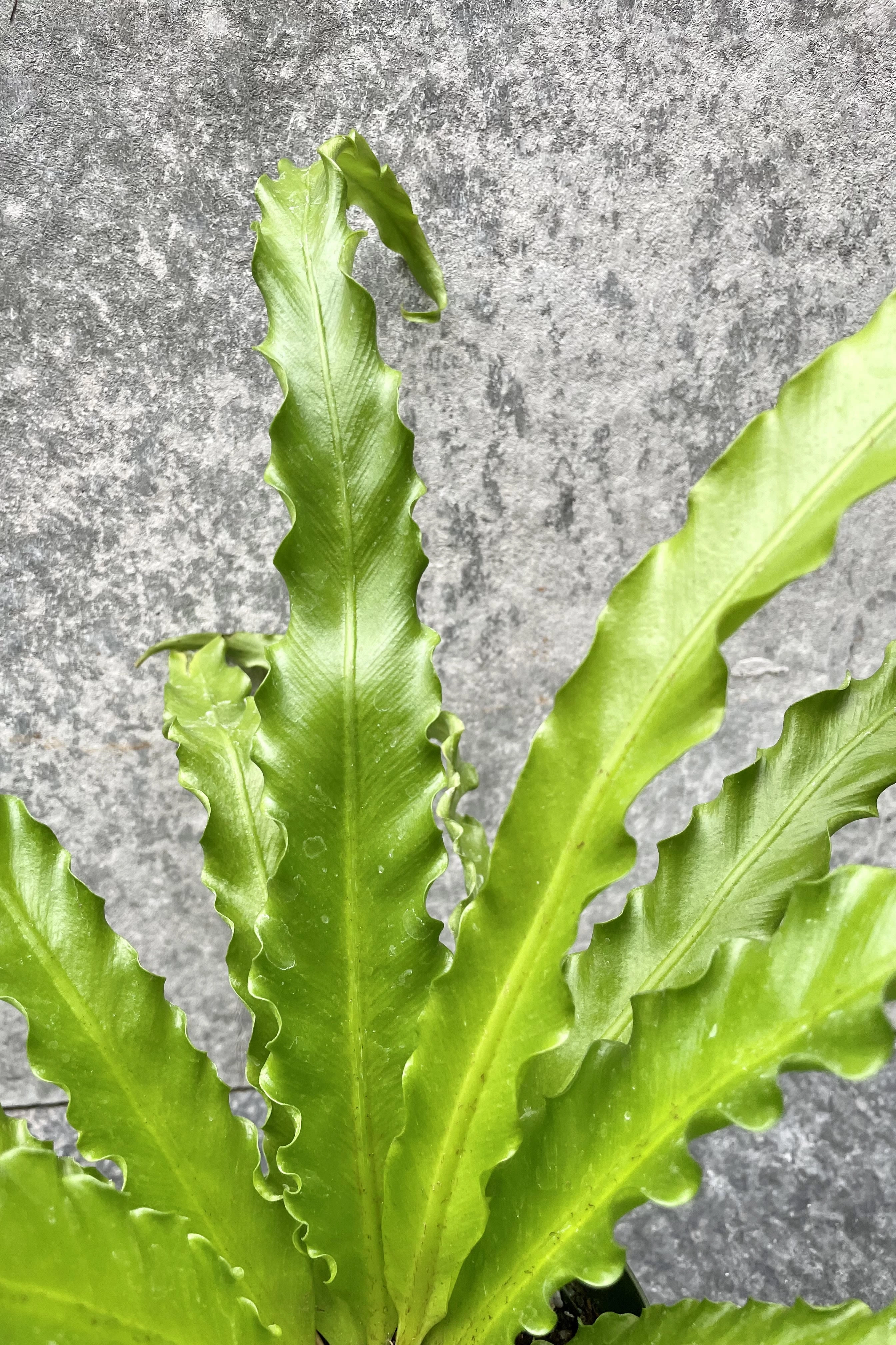 Asplenium antiquum 'Victoria' 4" medium flower pot  