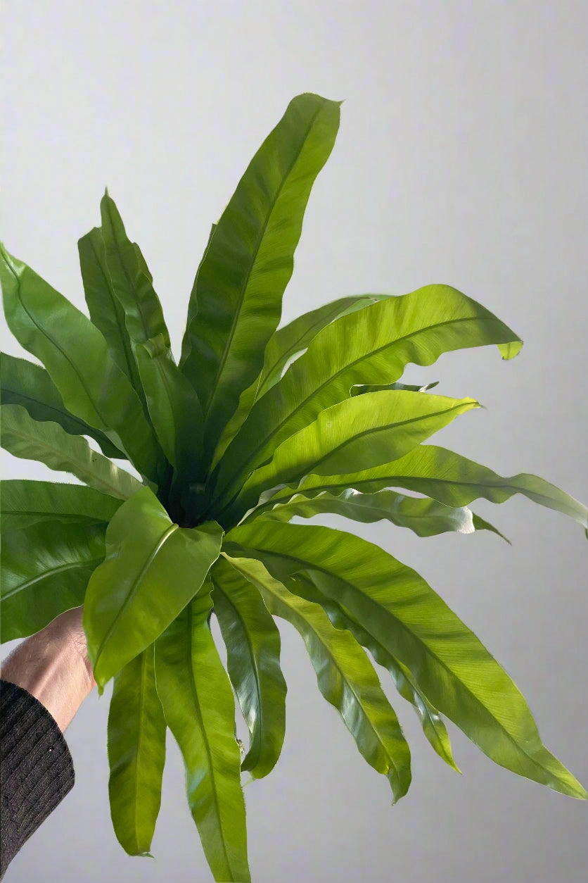 Asplenium antiquum 'Victoria' 4"