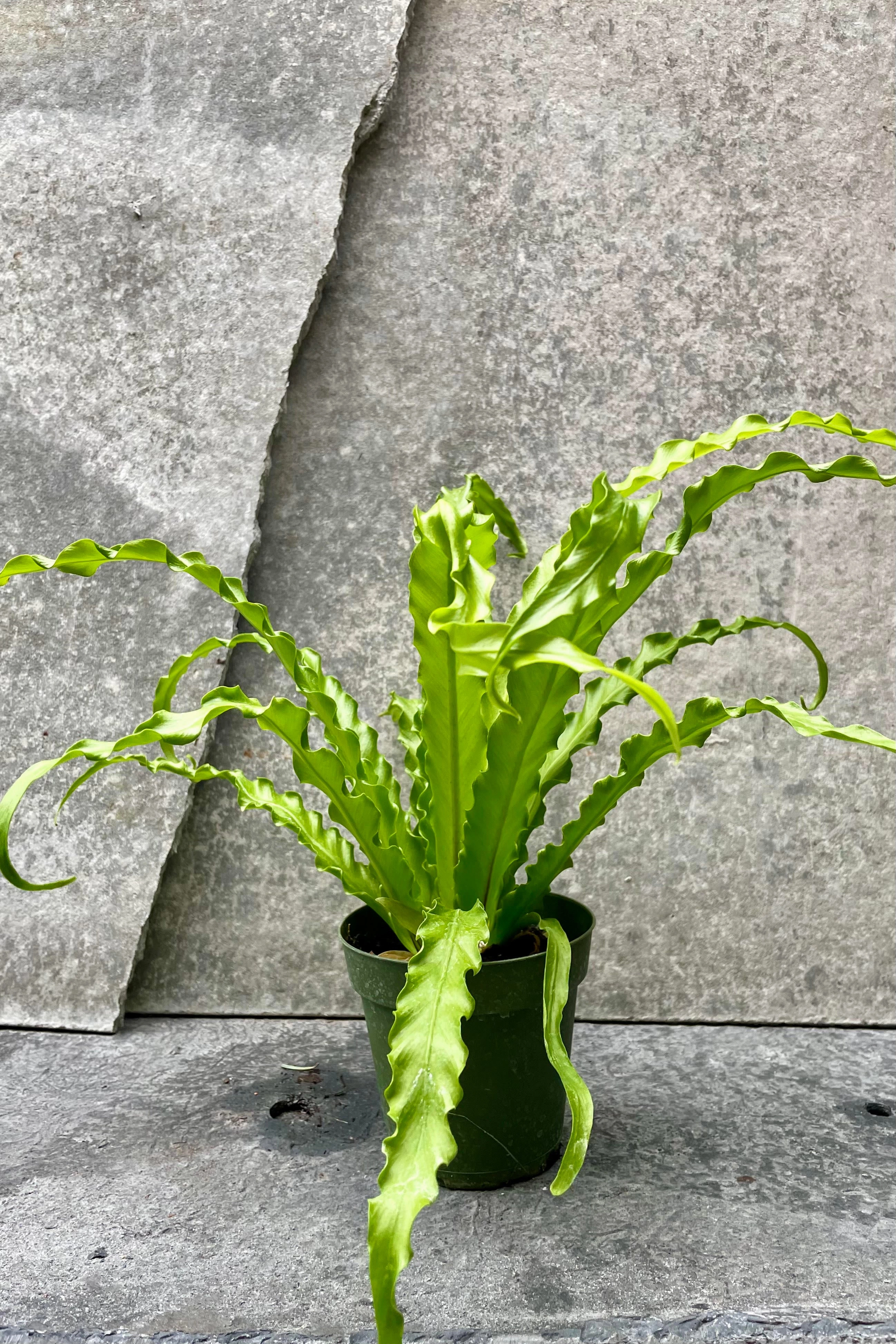Asplenium antiquum 'Victoria' 4"
