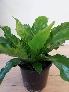 Asplenium australisicum 'Birds Nest Fern' small flower pot  