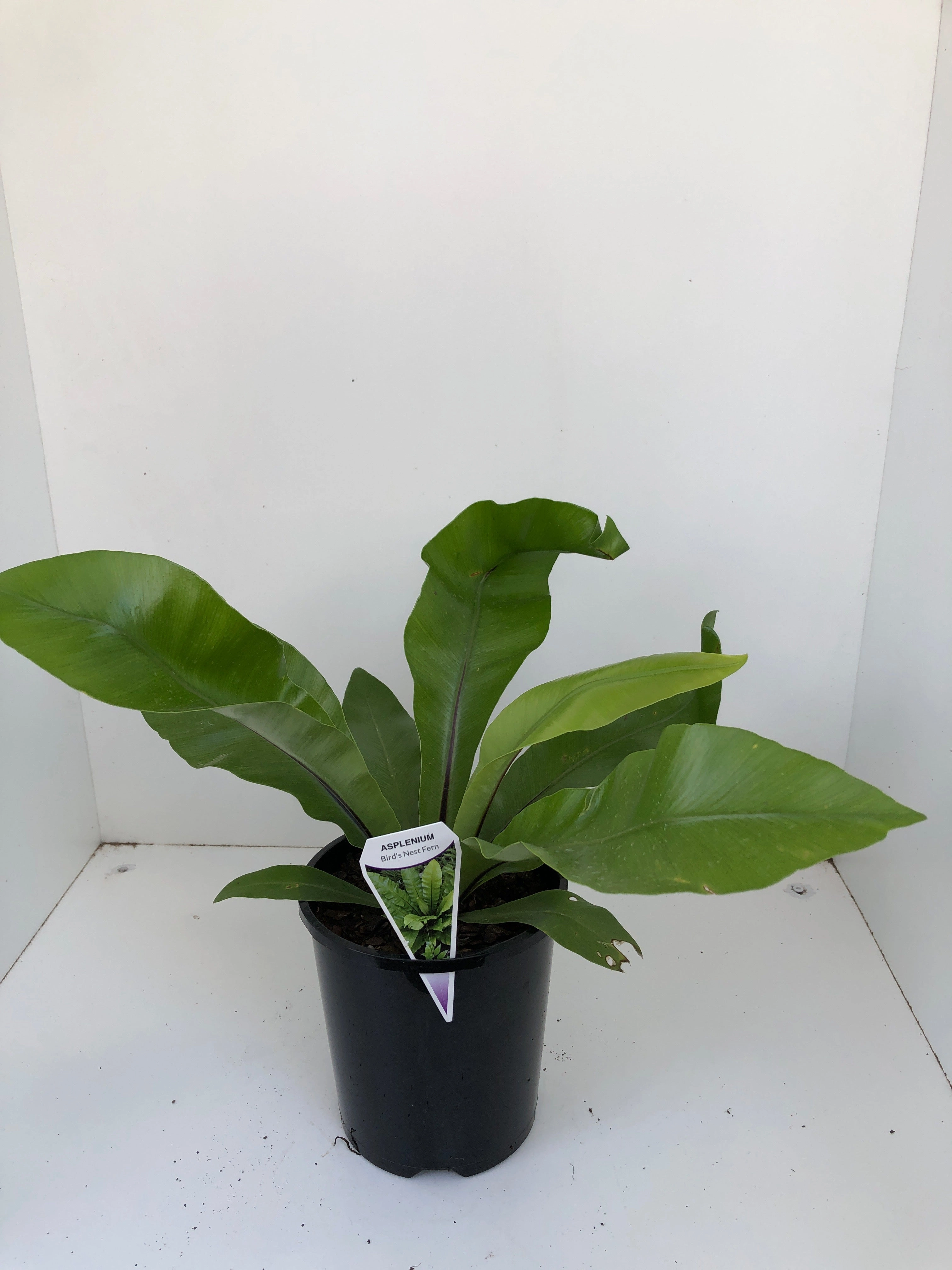 Asplenium australisicum 'Birds Nest Fern'