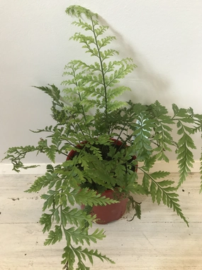 Asplenium bulbiferum small flower pot  