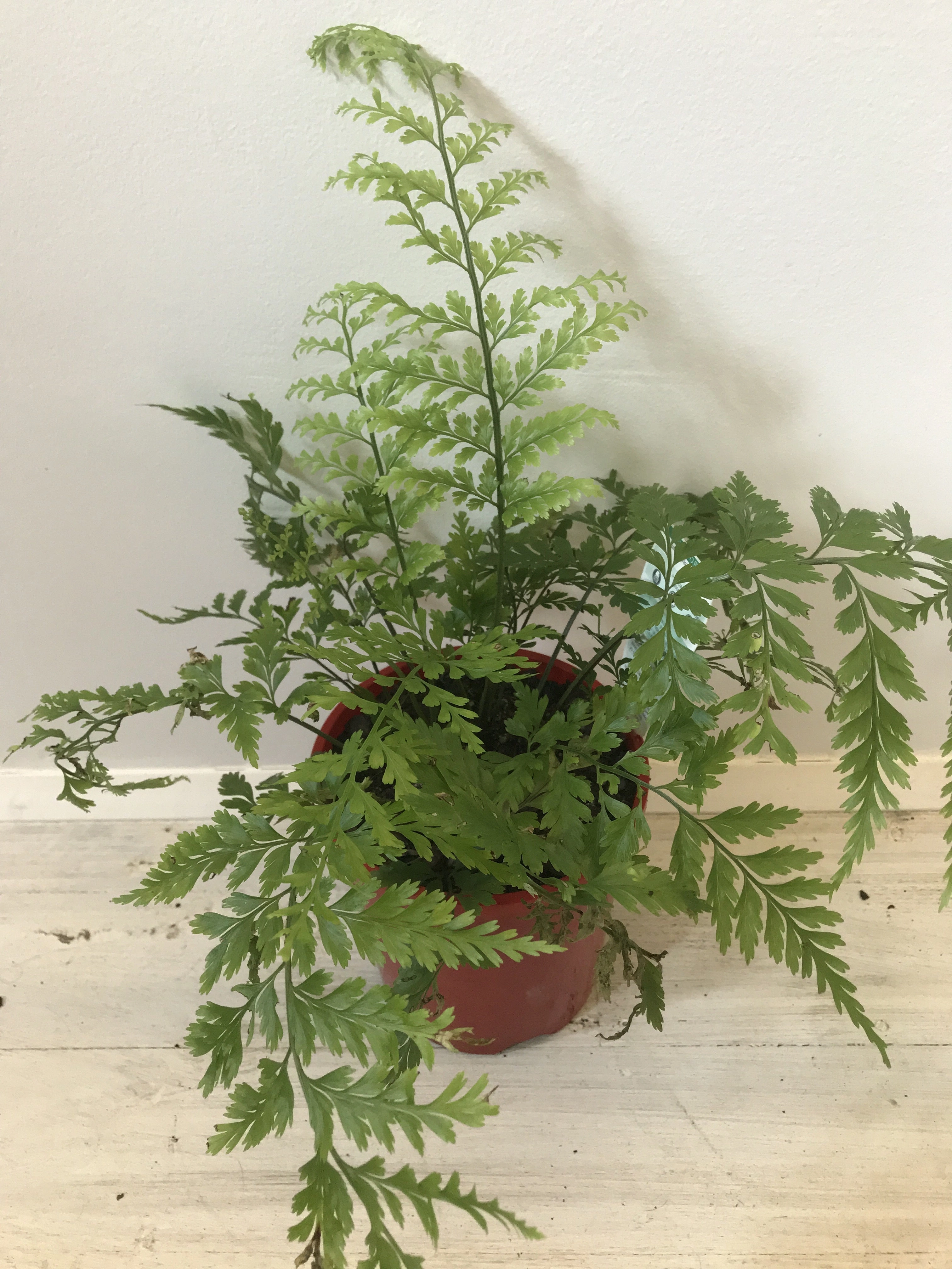 Asplenium bulbiferum small flower pot  