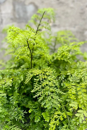 Asplenium bulbiferum "Mother Fern" 10" medium flower pot  