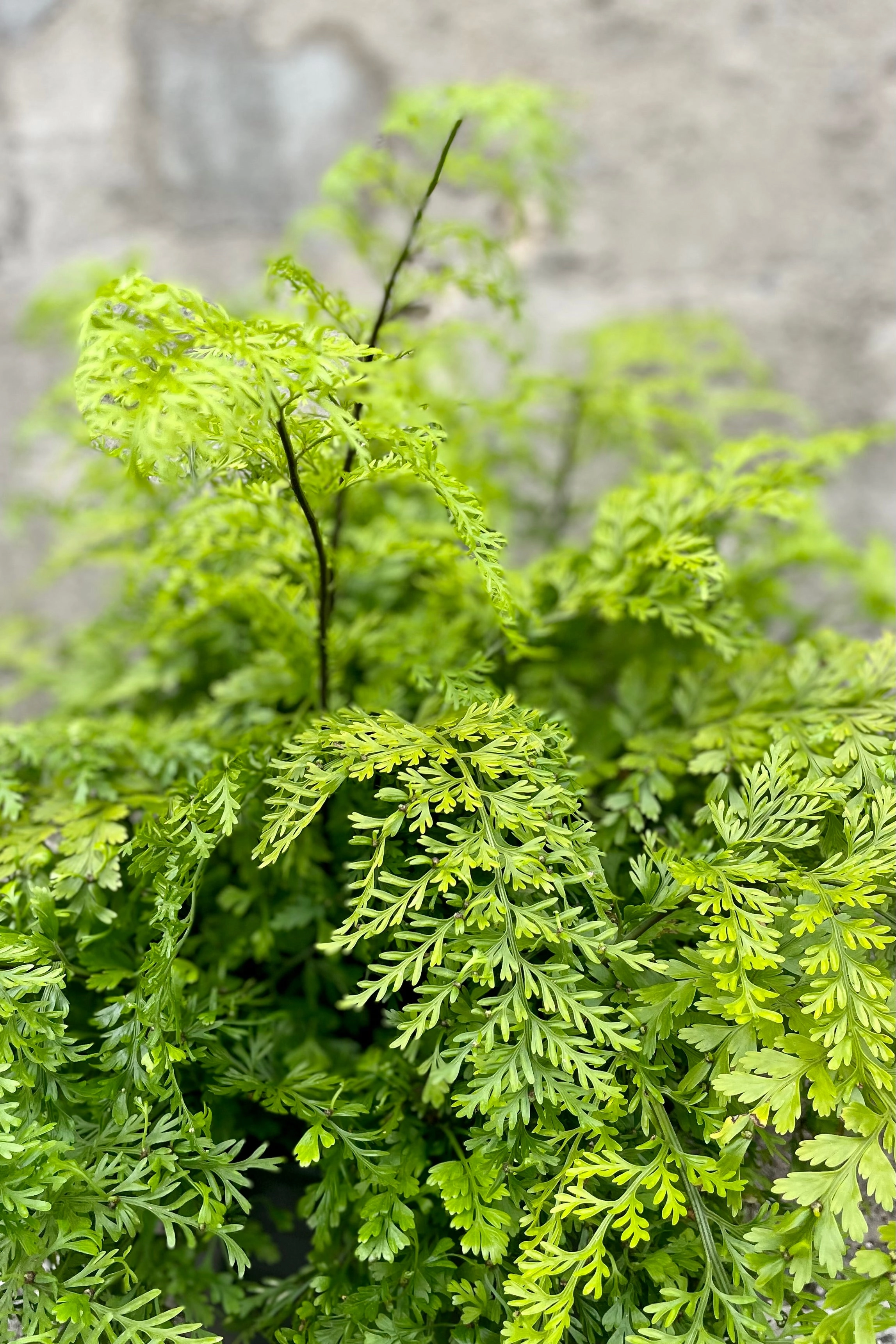 Asplenium bulbiferum "Mother Fern" 10" medium flower pot  