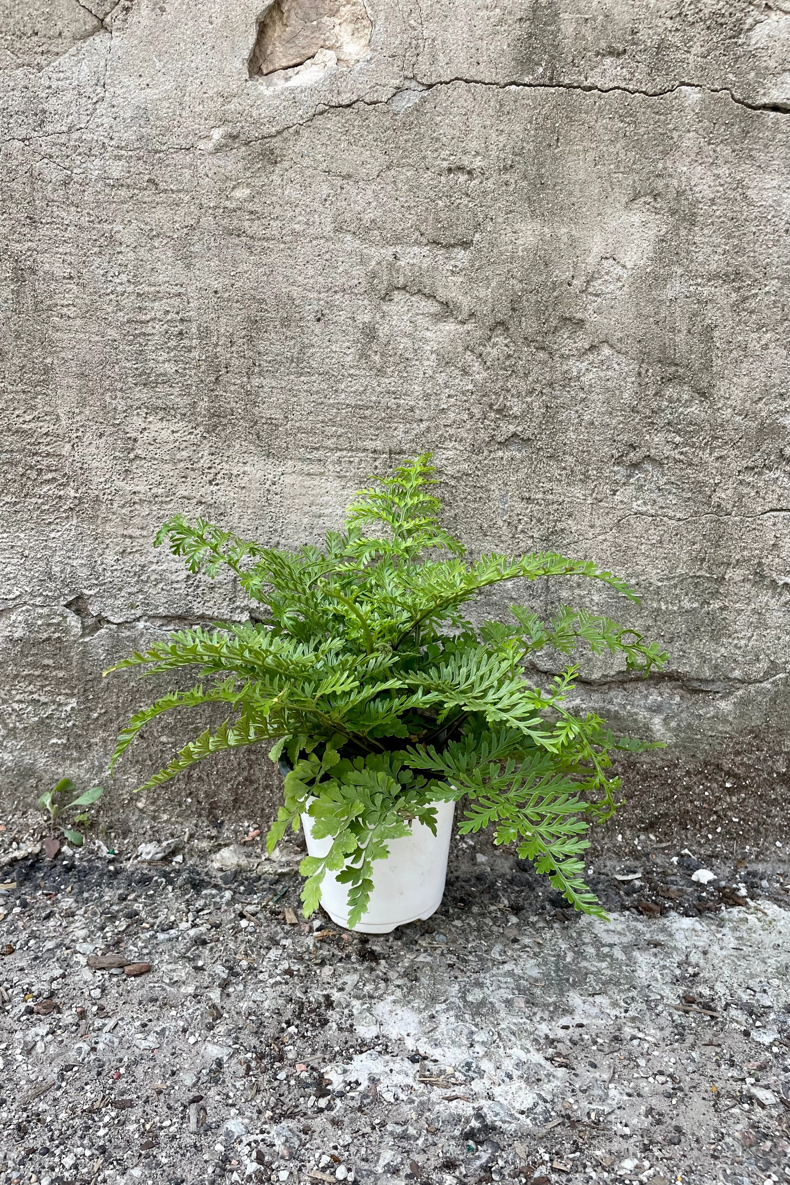Asplenium (dimorphum x difforme) 'Austral Gem' 4"