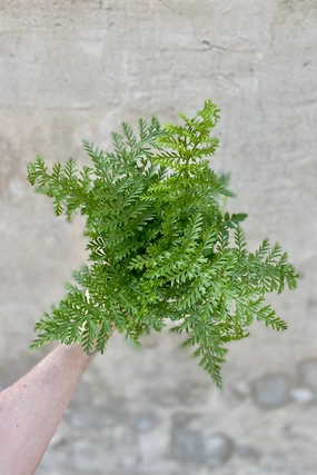 Asplenium (dimorphum x difforme) 'Austral Gem' 4" medium flower pot  