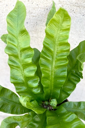 Asplenium nidus 'Crispy Wave' 2.5" medium flower pot  