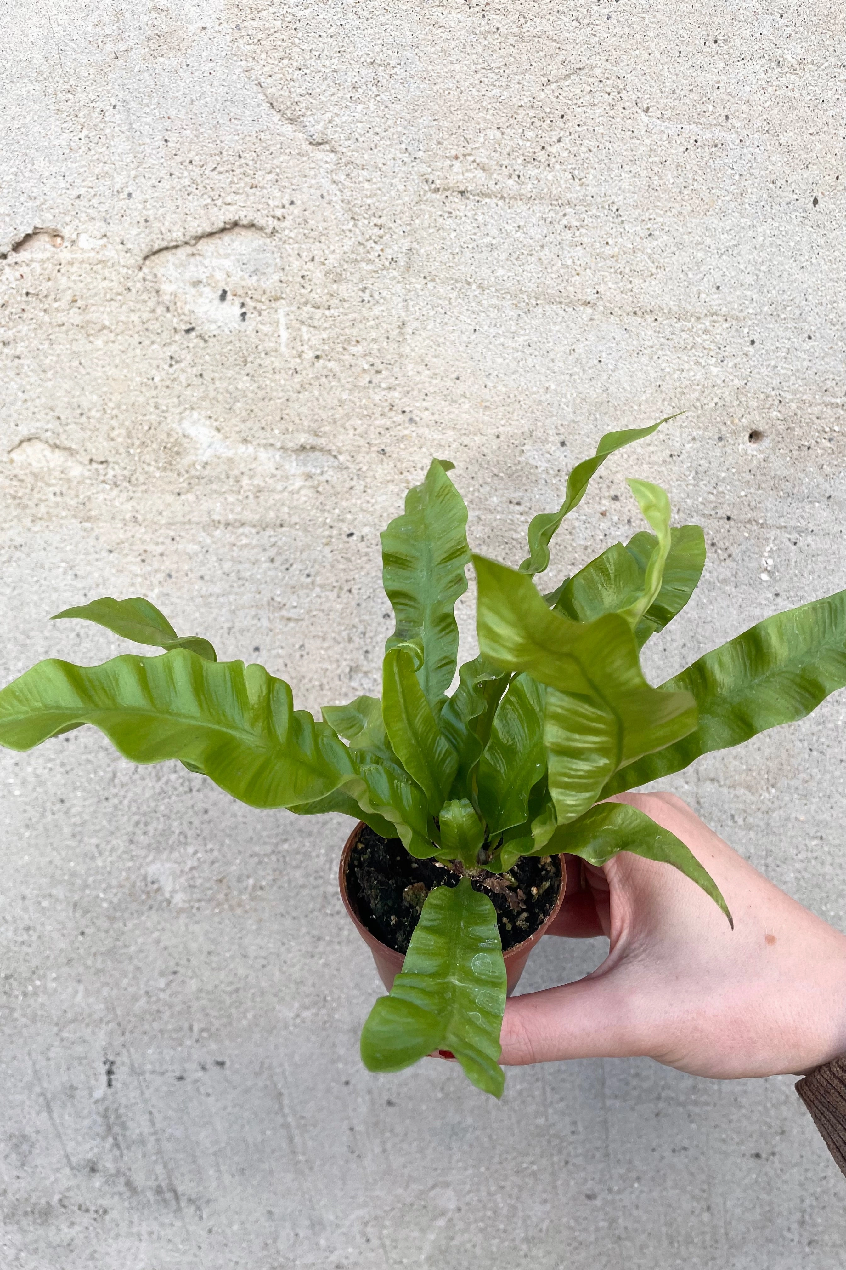 Asplenium nidus 'Crispy Wave' 2.5"