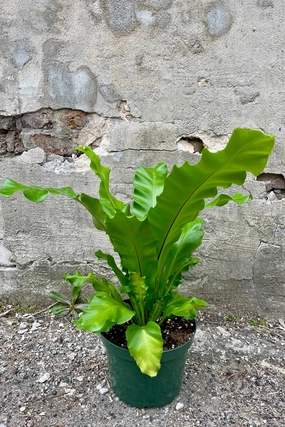 Asplenium nidus "Bird's Nest Fern" 8" medium flower pot  