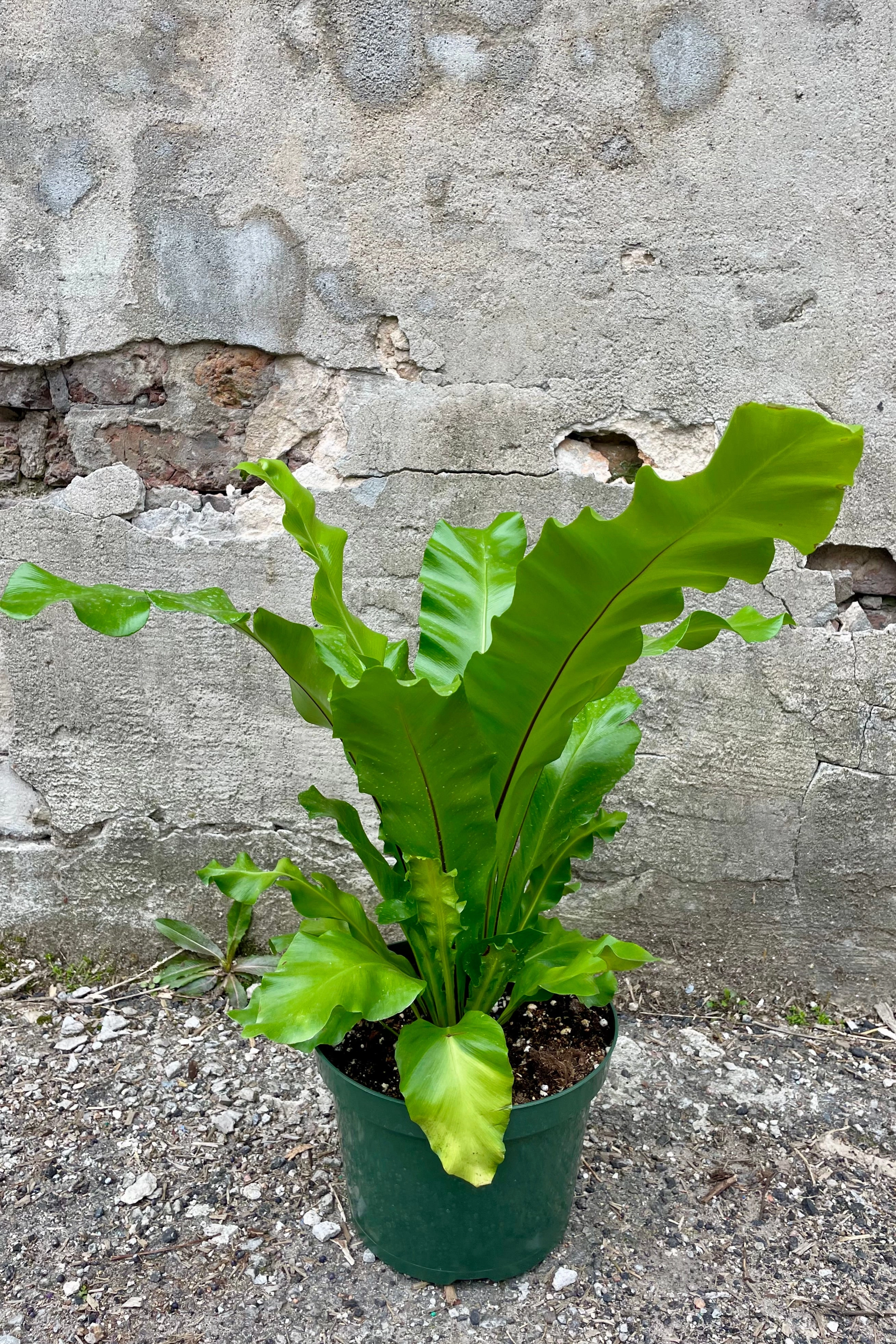 Asplenium nidus "Bird's Nest Fern" 8" medium flower pot  