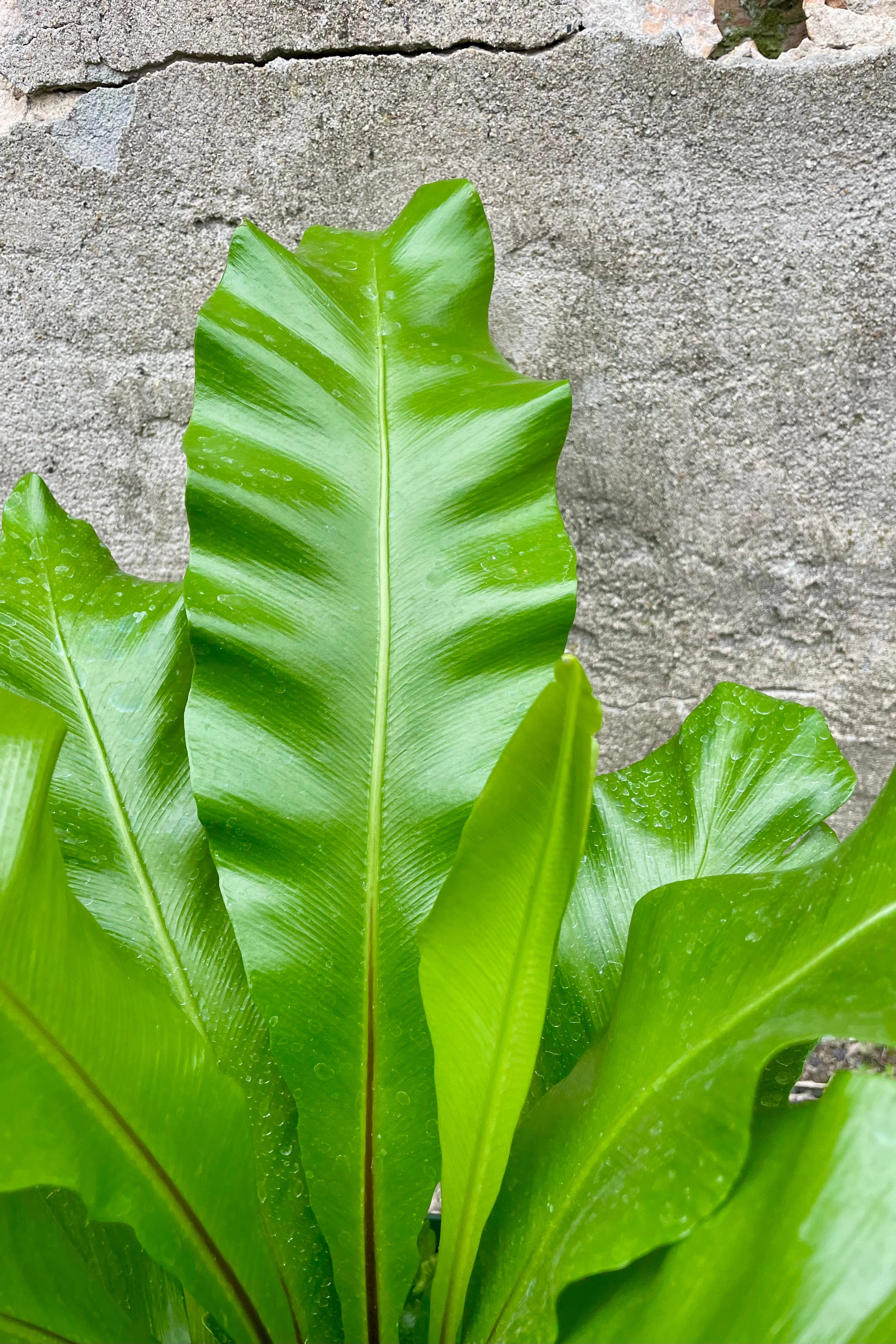 Asplenium nidus "Bird's Nest Fern" 8"
