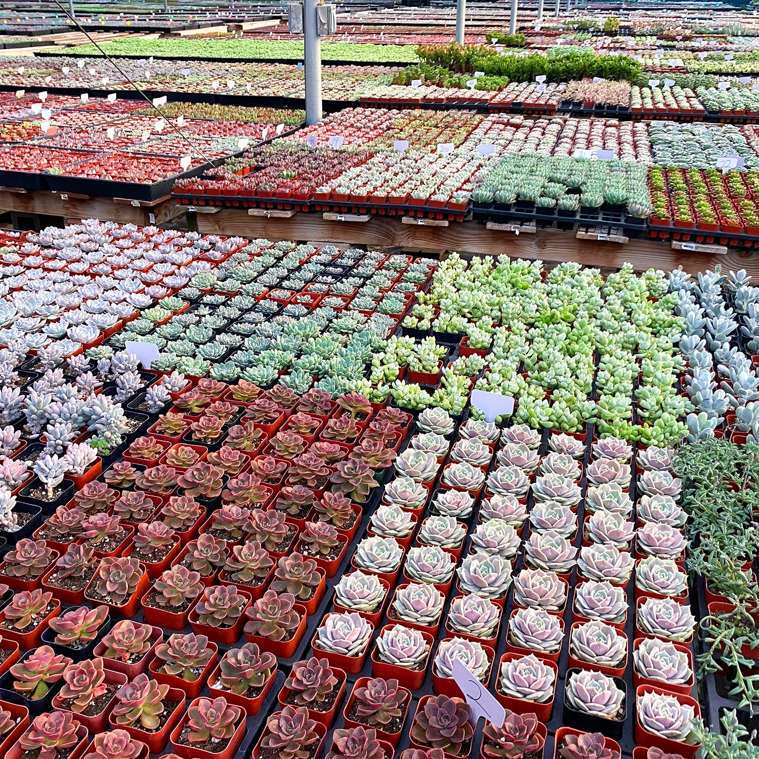 Assorted 2'' Succulent Sets