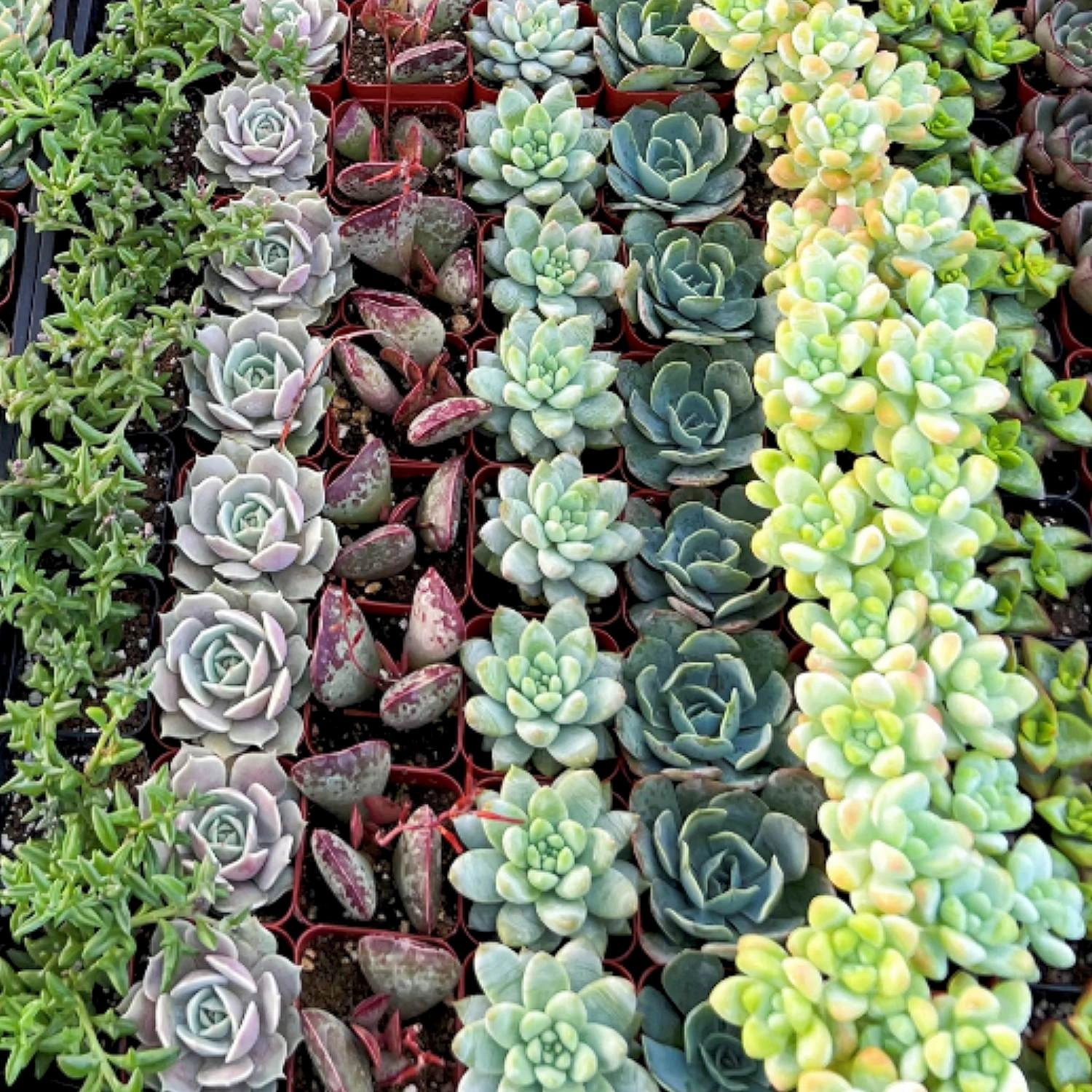 Assorted 2'' Succulent Sets