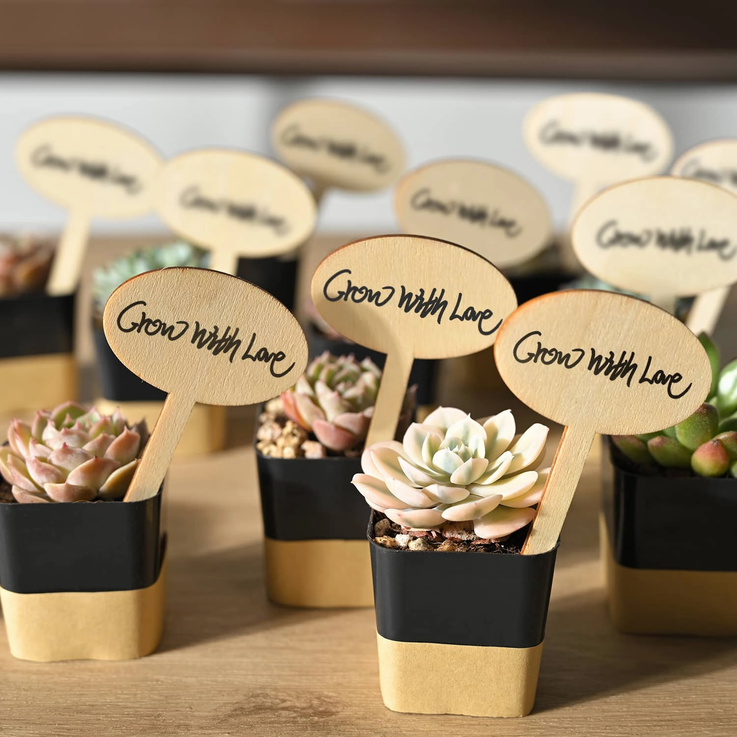 Assorted 2'' Succulent Sets