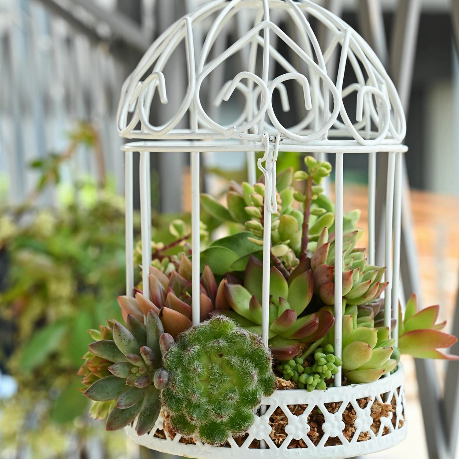 Assorted 2'' Succulent Sets