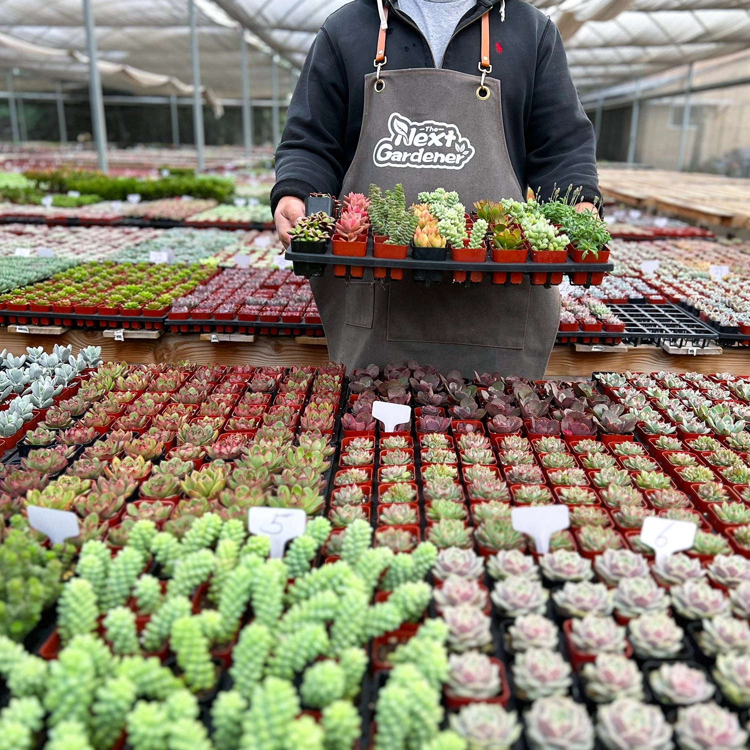 Assorted 2'' Succulent Sets