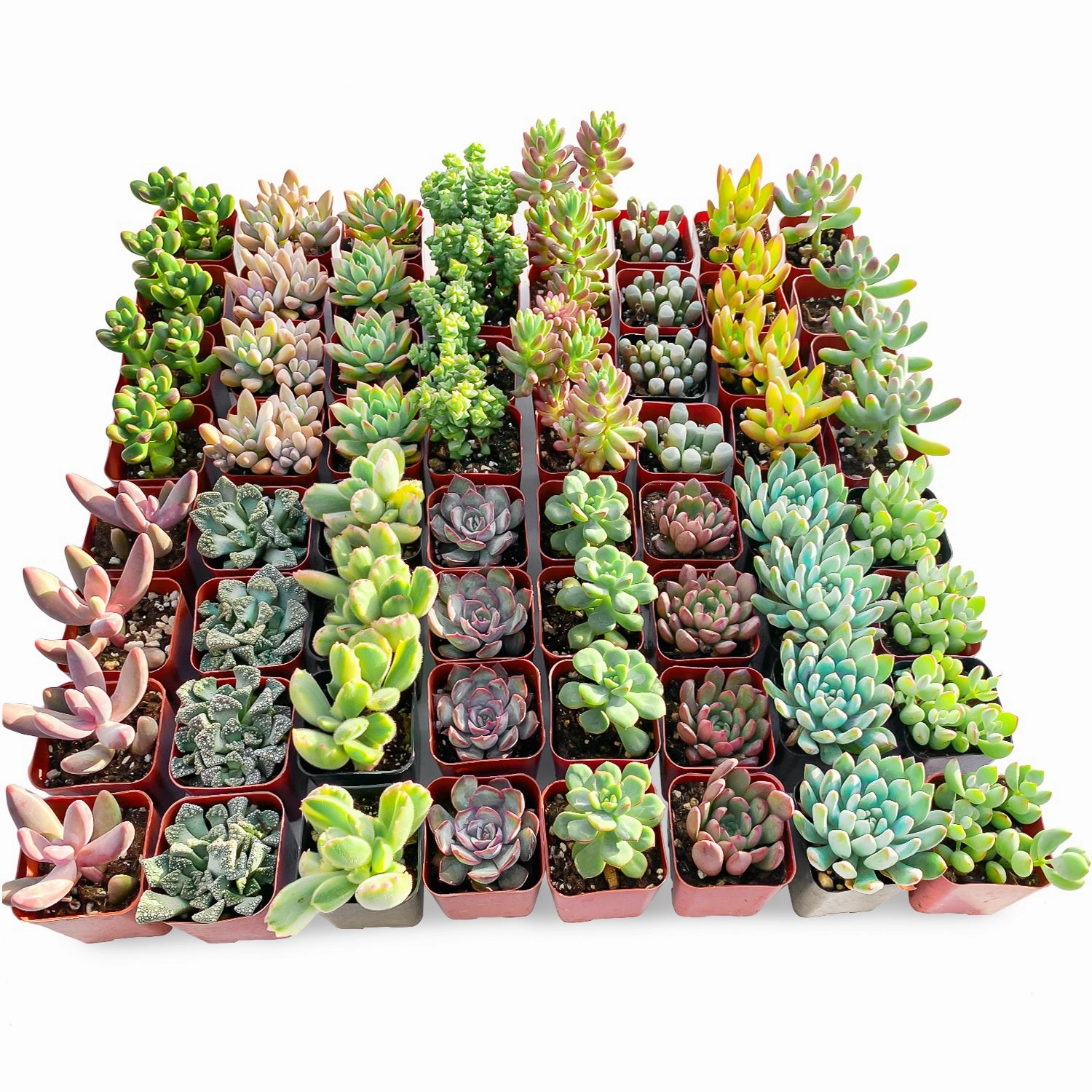 Assorted 2'' Succulent Sets mini ornamental plant  