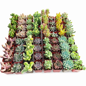 Assorted 2'' Succulent Sets mini ornamental plant  