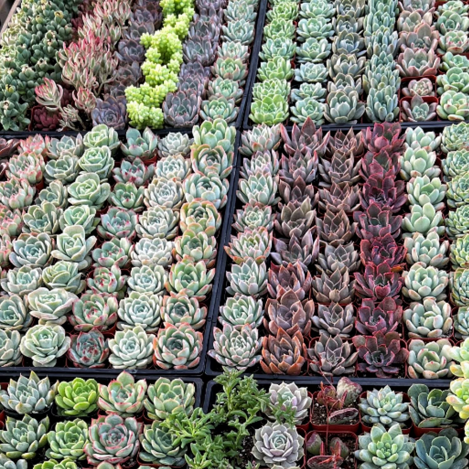 Assorted 2'' Succulent Sets
