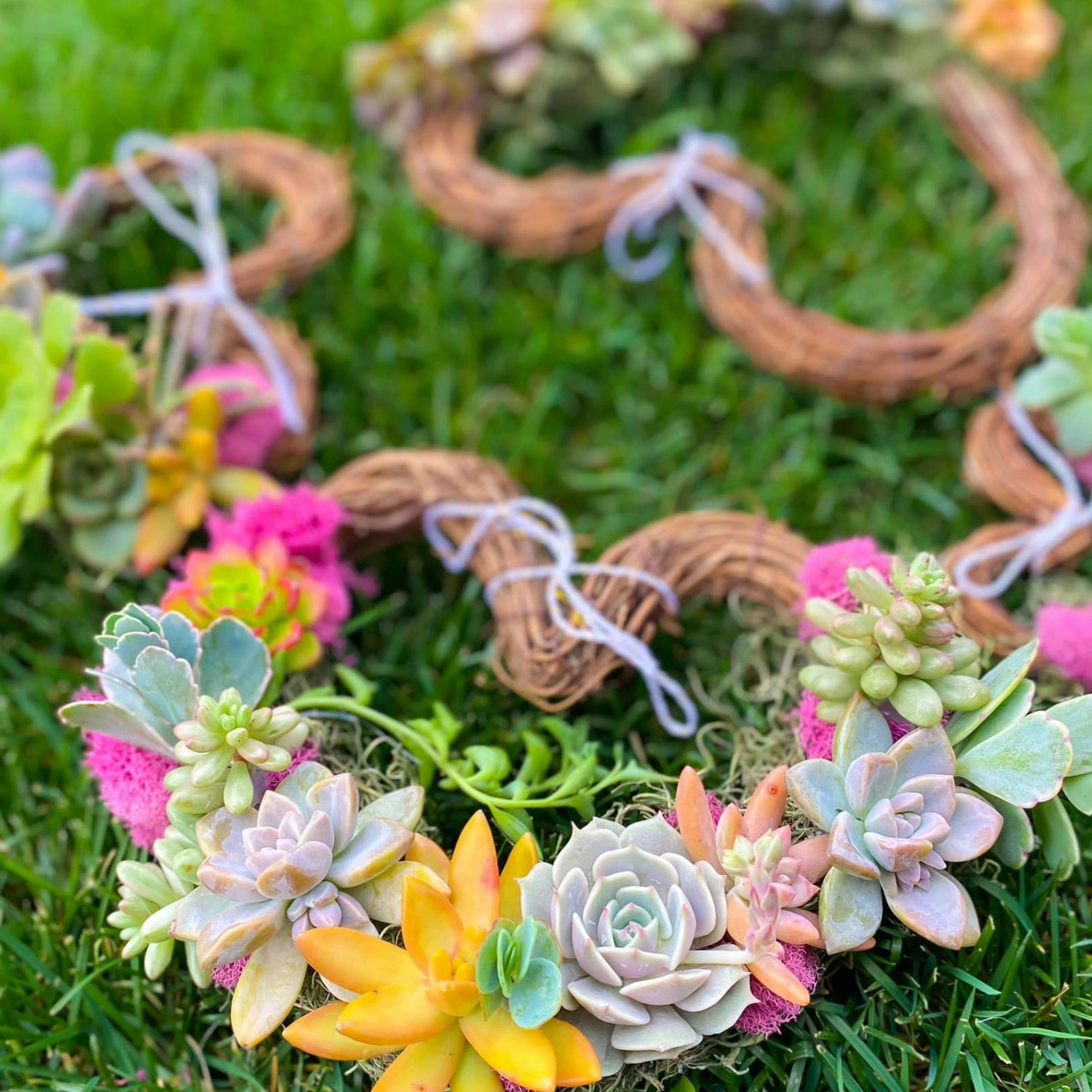 Assorted 2'' Succulent Sets