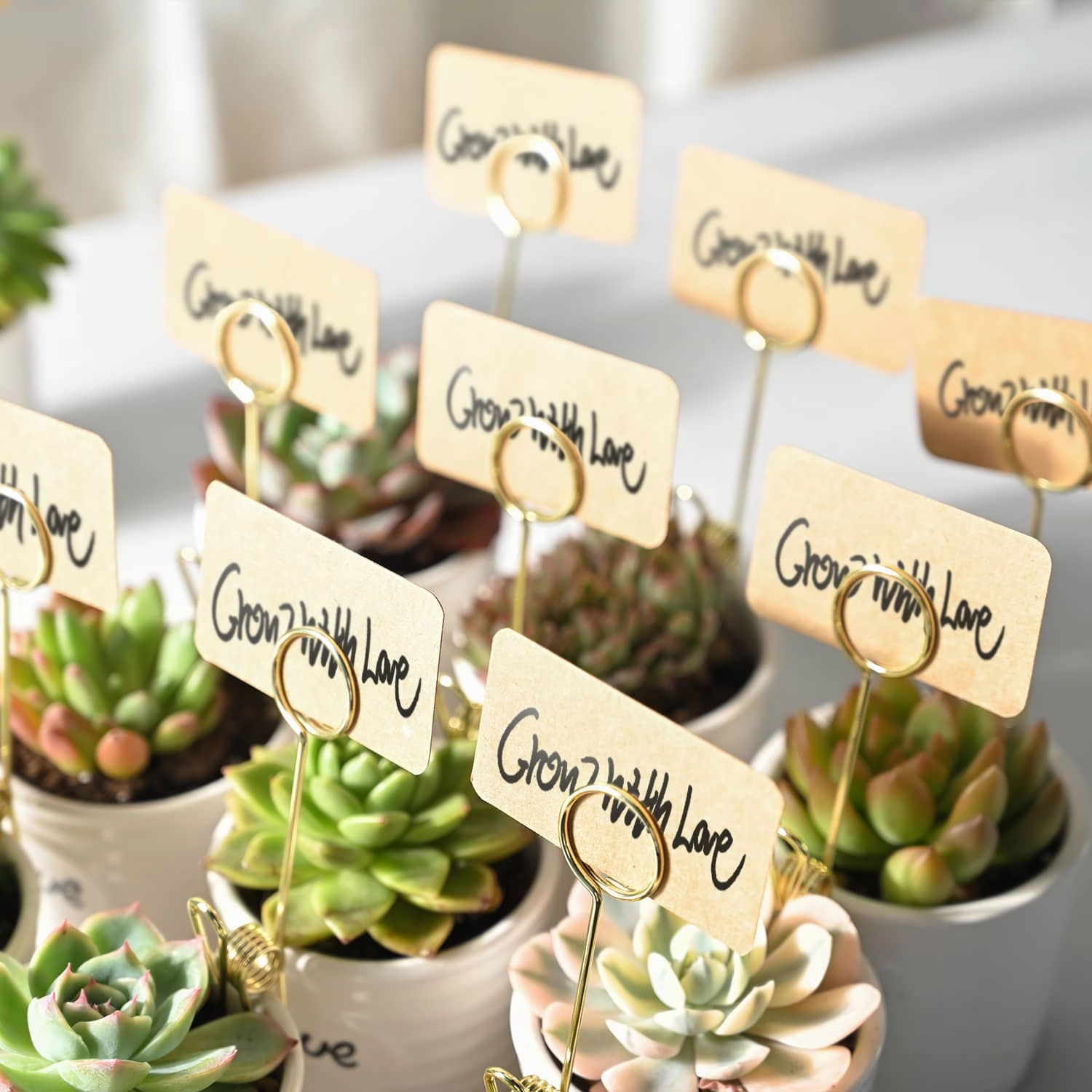Assorted 2'' Succulent Sets