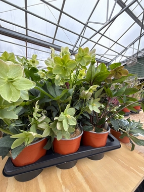 Assorted Hellebore | Helleborus single layer plant shelf  