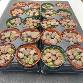 Assorted Lithops Bulk 20 Tray - 4in Pot mini ornamental plant  