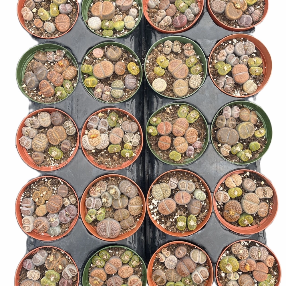 Assorted Lithops Bulk 20 Tray - 4in Pot