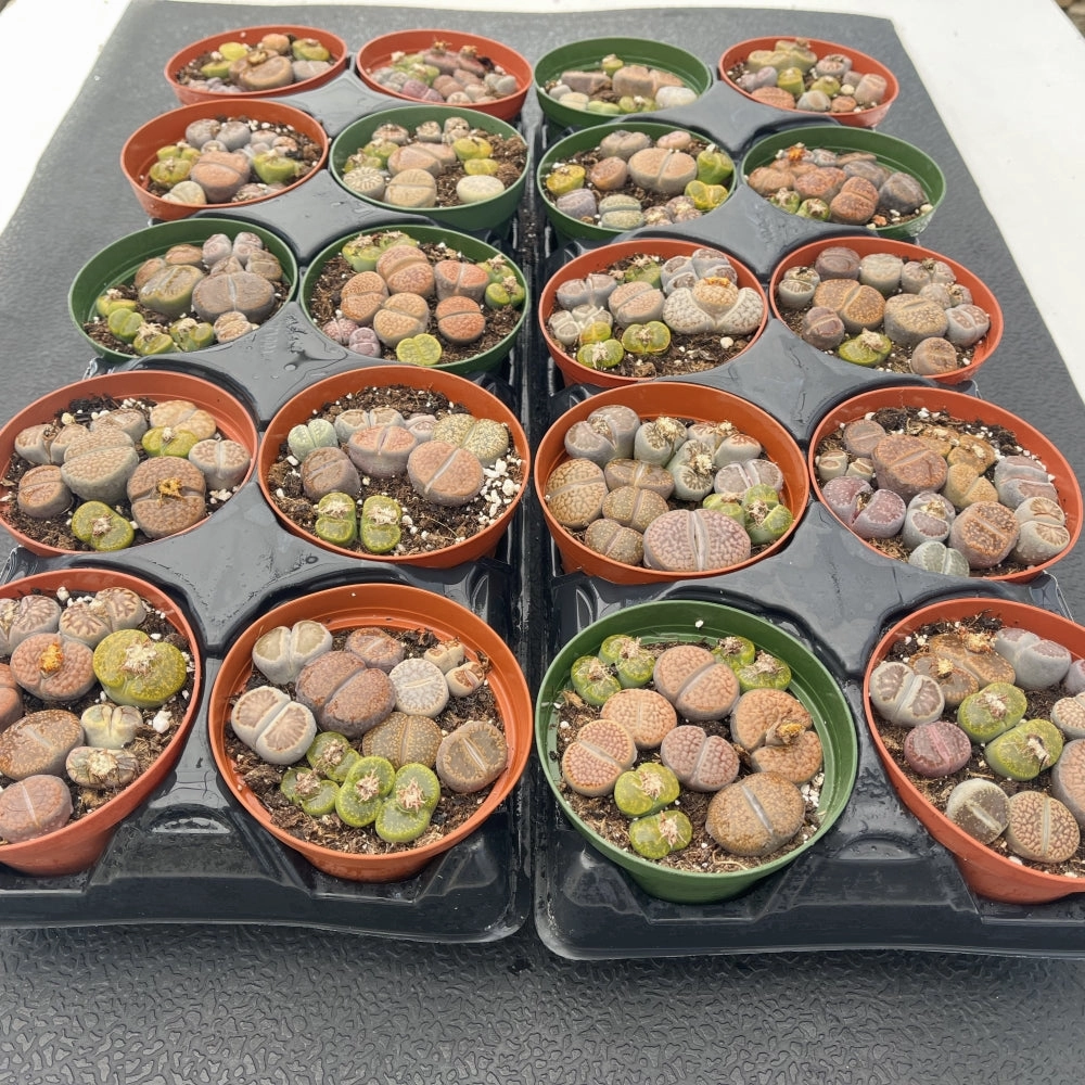 Assorted Lithops Bulk 20 Tray - 4in Pot mini ornamental plant  