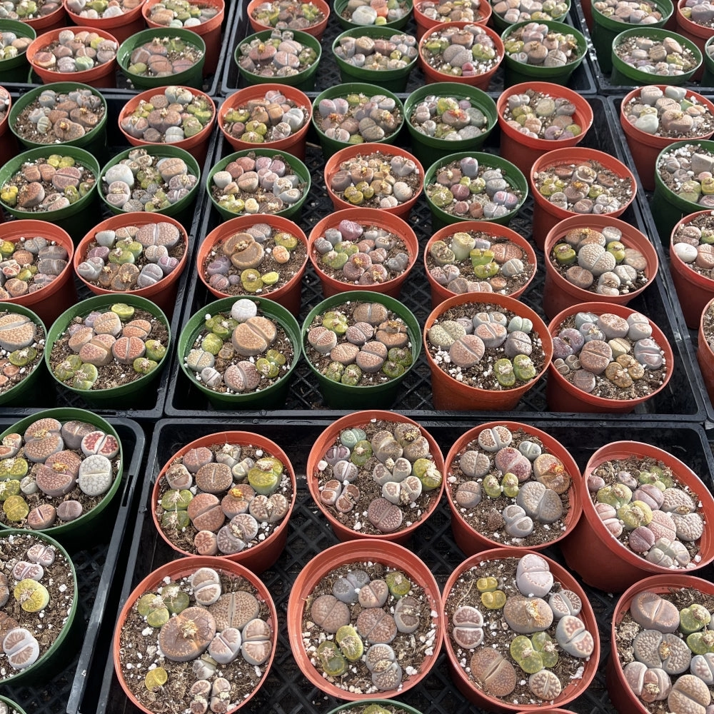 Assorted Lithops Bulk 20 Tray - 4in Pot