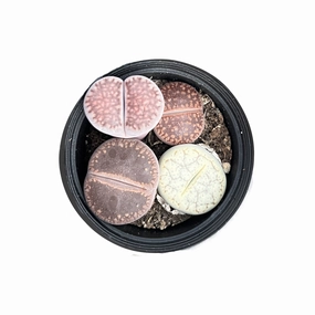 Assorted Lithops in 2" Pot mini ornamental plant  