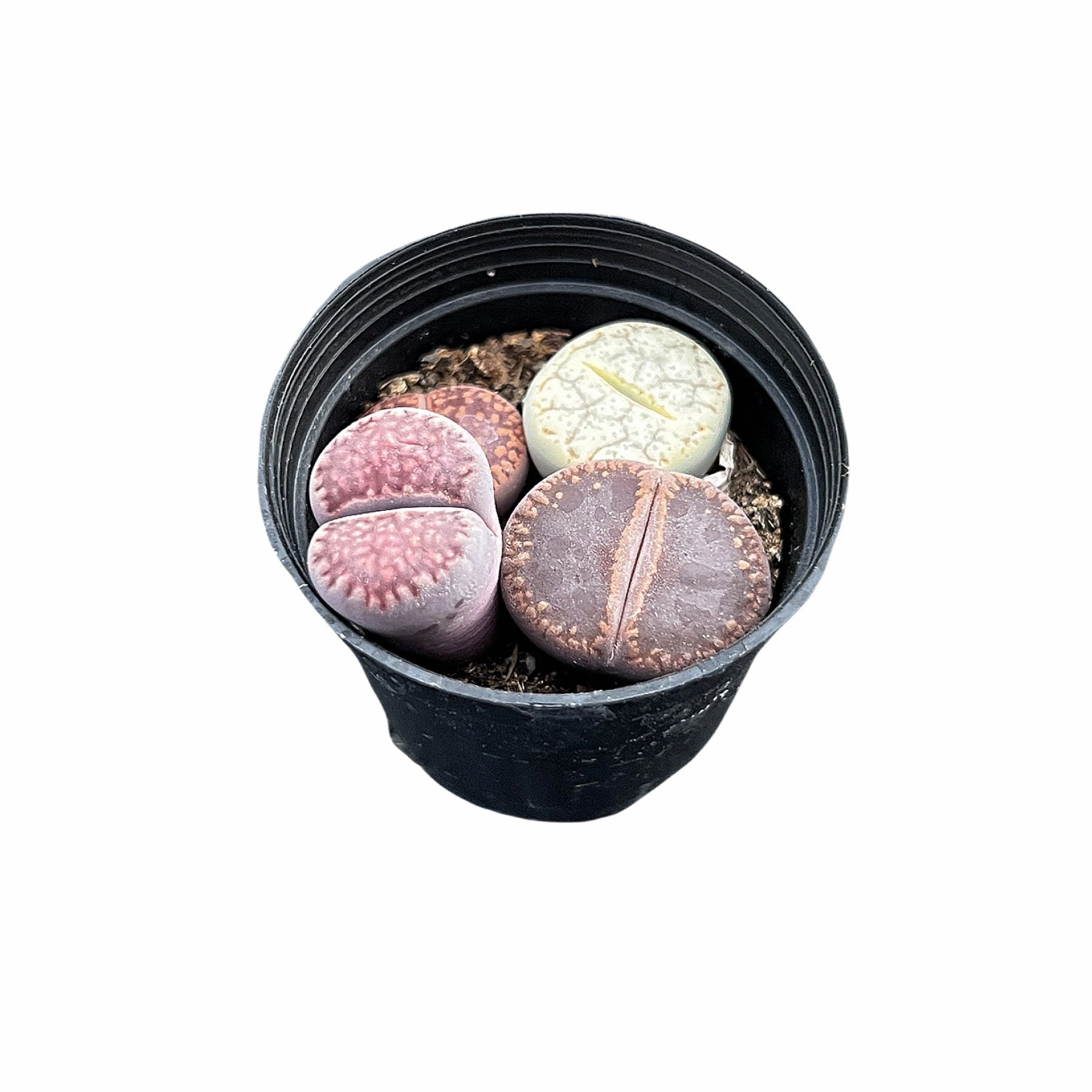 Assorted Lithops in 2" Pot