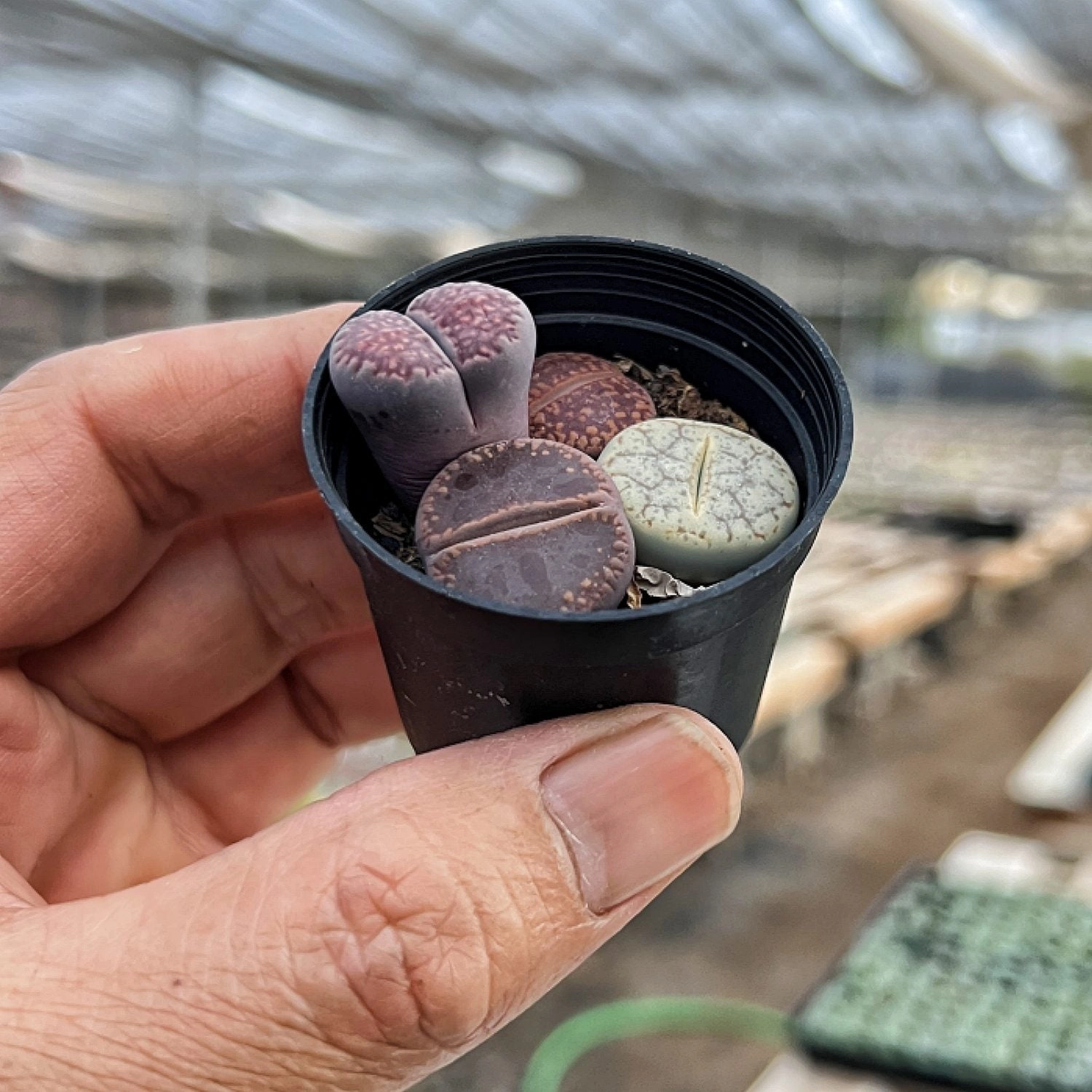 Assorted Lithops in 2" Pot