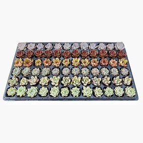 Assorted Rosette Succulent 72 Plug Tray (6 Varieties) mini ornamental plant  